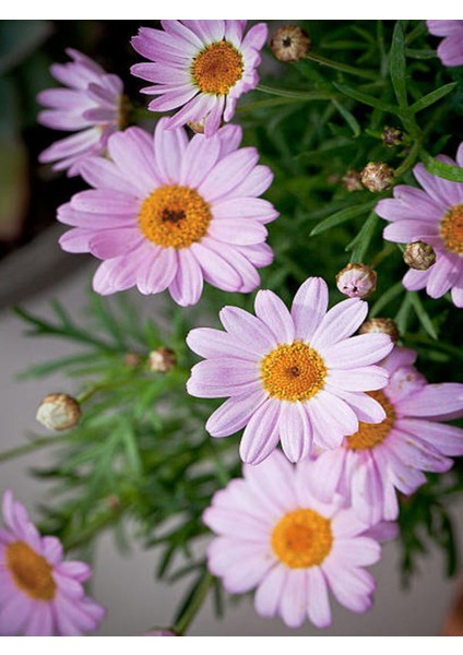 Çok Satan Çeşme Papatyası Fidanı (30 50 Cm)1 Adet Saksılı Çiçekli Bodur Bitki Argyranthemum