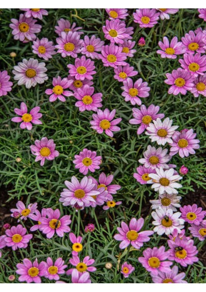 Çok Satan Çeşme Papatyası Fidanı (30 50 Cm)1 Adet Saksılı Çiçekli Bodur Bitki Argyranthemum