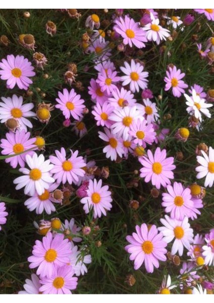 Çok Satan Çeşme Papatyası Fidanı (30 50 Cm)1 Adet Saksılı Çiçekli Bodur Bitki Argyranthemum