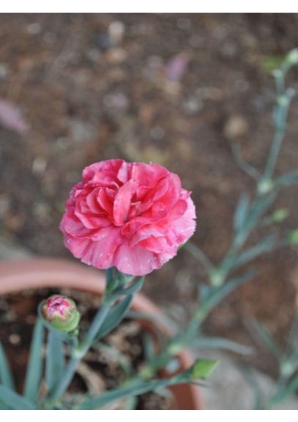 Kampanyalı Pembe Karanfil (40 60 Cm)1 Adet Saksılı/ Tüplü Çiçekli Bodur Bitki Dianthus Caryophyllus fırsatları