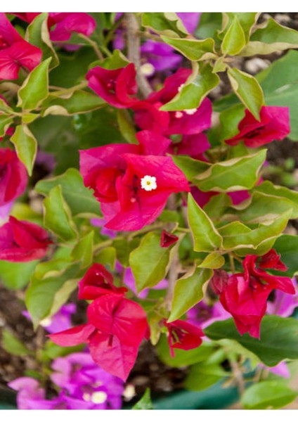 Çok Satan Begonvil Sarmaşığı-Kırmızı (Bougainvillea) modelleri