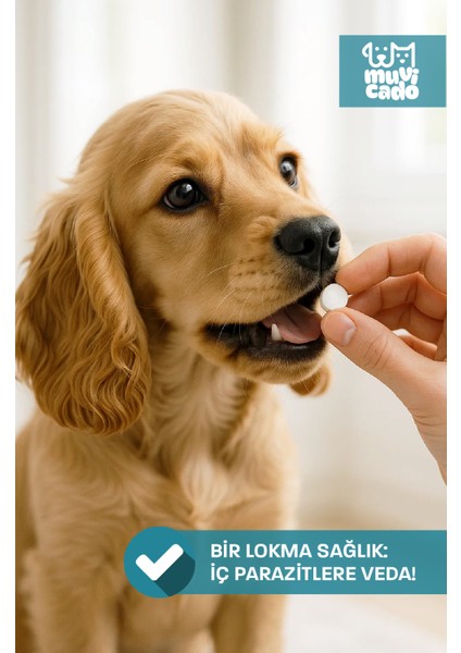 Kedi Köpek Herbal Worm Stop Bitkisel Tablet 250 Mg+ Anti Spot On Bitkisel Damla 1 ml Bit Pire Kene Köpek Iç Dış Parazit Kedi Iç Dış Parazit Köpek Ödül Ödülü Tableti Kedi Ödül Tableti