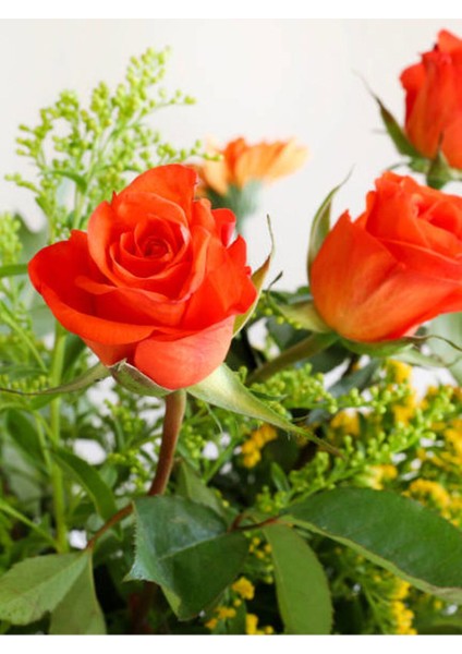 Kampanyalı Yediveren Narçiçeği Rengi (30 50 Cm) 3 Adet Saksılı Aşılı Gül Pomegranate Rose fiyatları