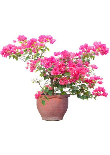Çok Satan Pembe Çiçekli Begonvil (20 40 Cm)1 Adet Saksılı Çiçekli Iç/ Dış Mekan Bitkisi Bougainvillea