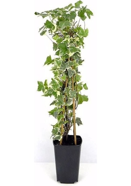 Çok Avantajlı Alacalı Büyük Yapraklı Duvar Sarmaşığı(40 60CM)1 Adet Dış Mekan Hedera Helix Variegata