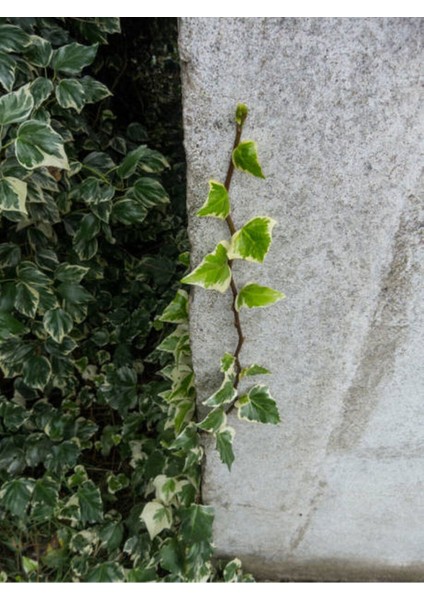Çok Avantajlı Alacalı Büyük Yapraklı Duvar Sarmaşığı(40 60CM)1 Adet Dış Mekan Hedera Helix Variegata