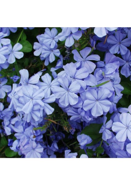 Çok Satan 4'lü Mavı Yasemin Çiçeği Fidanı 30-60 cm Tüplü Çiçekli Bodur Bitkiler Jasminie fiyatları