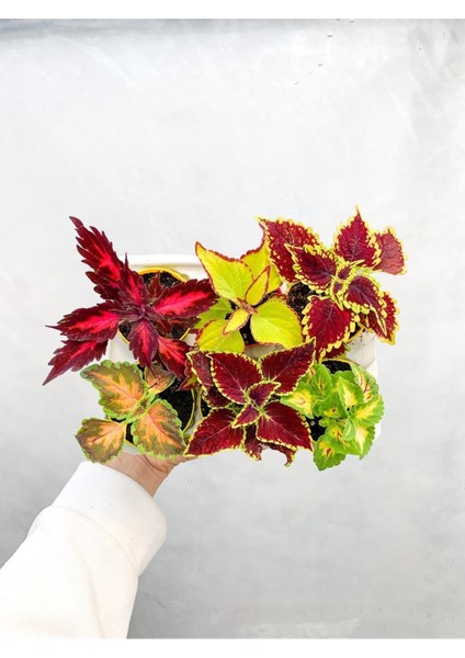 Çok Satan 6'lı Karışık Mini Yaprak Güzeli Çiçeği 10-15 cm Tüplü Çiçekli Plectranthus Scutellarioides