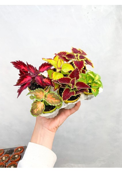 Çok Satan 6'lı Karışık Mini Yaprak Güzeli Çiçeği 10-15 cm Tüplü Çiçekli Plectranthus Scutellarioides