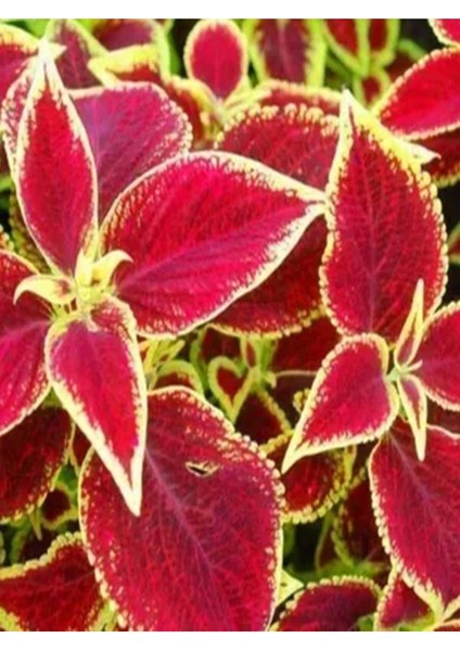 Çok Satan 6'lı Karışık Mini Yaprak Güzeli Çiçeği 10-15 cm Tüplü Çiçekli Plectranthus Scutellarioides