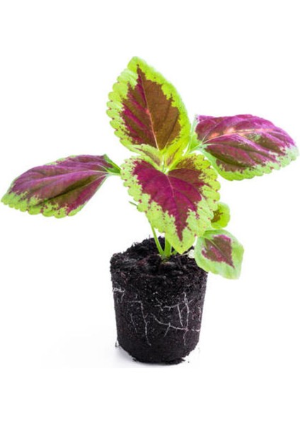 Çok Satan 6'lı Karışık Mini Yaprak Güzeli Çiçeği 10-15 cm Tüplü Çiçekli Plectranthus Scutellarioides