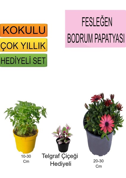 Kampanyalı 3'lü Set Fesleğen+ Kırmızı Bodrum Papatyası+ Hediyelik Telgraf Çiçeği