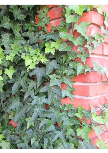 Saksılı Canlı Sarmaşık – Hedera Helix – 40-60 cm – Sağlıklı ve Formlu