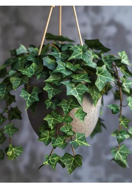 Yoğun Yapraklı, Canlı Duvar Sarmaşığı – 40-60 cm – Hedera Helix Türü