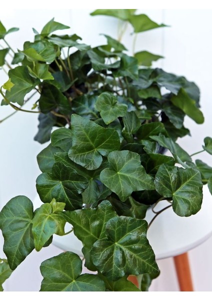 Yoğun Yapraklı, Canlı Duvar Sarmaşığı – 40-60 cm – Hedera Helix Türü modelleri