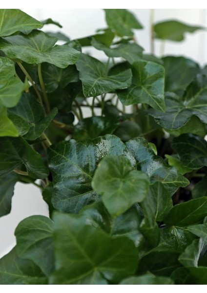 Yoğun Yapraklı, Canlı Duvar Sarmaşığı – 40-60 cm – Hedera Helix Türü fırsatları