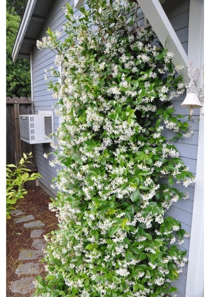 Arap Yasemin 70 Cm+ Boy Jasminum Sambac