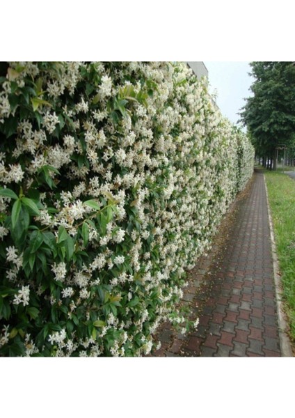 Arap Yasemin 70 Cm+ Boy Jasminum Sambac