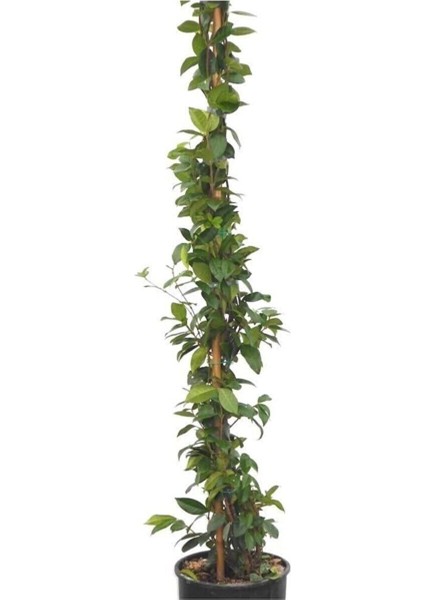 Saksıda Kokulu Arap Yasemini 50-70CM