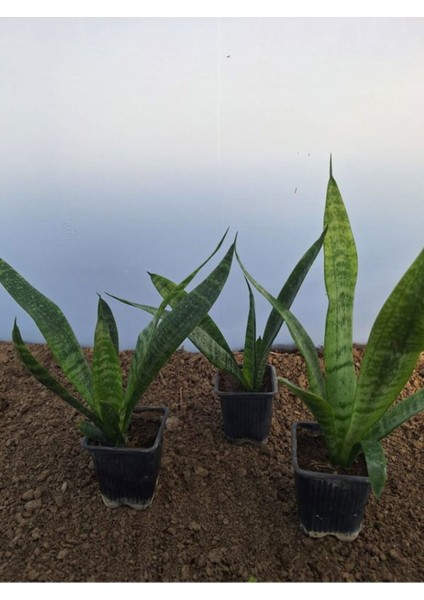 Çok Satan Zarif Görünümlü 3 Adet Kılıç Çiçeği 30-45 cm Saksılı Çiçekli Bodur Bitkiler (Gladiolus)