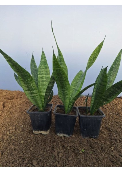 Çok Satan Zarif Görünümlü 3 Adet Kılıç Çiçeği 30-45 cm Saksılı Çiçekli Bodur Bitkiler (Gladiolus)