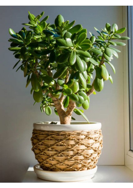 Çok Satan Para Çiçeği (20 40 Cm)1 Adet Saksılı Iç Mekan Bitkisi Crassula Ovata