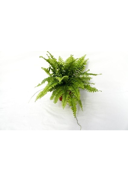 Çok Avantajlı Fujer Aşk Merdiveni Nephrolepsis Exaltata modelleri