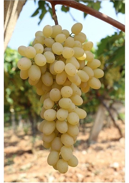 Avantajlı Tüplü Sultaniye Üzüm Fidanı 2 Yaş Çekirdeksiz