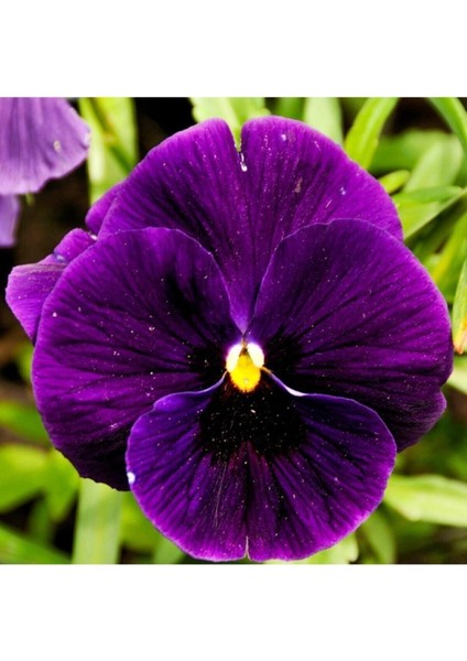 Çok Satan 10'lu Koyu Mor Hercai Menekşe Çiçeği Fidanı 5-15 cm Tüplü Çiçekli Bodur Bitki(Saintpaulia) fiyatları