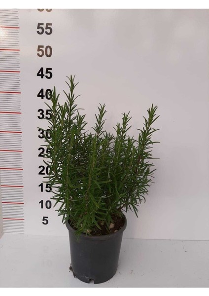 Biberiye Fidanı 20CM-40CM