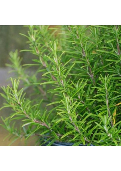 Biberiye Fidanı 20CM-40CM fiyatları