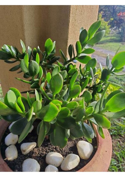Çok Satan Para Çiçeği (20 40 Cm)1 Adet Saksılı Iç Mekan Bitkisi Crassula Ovata