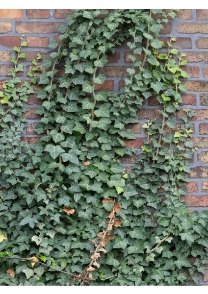 Hedera Helix Kaya Sarmaşığı – 40-60 cm – Tırmanıcı Bahçe Bitkisi