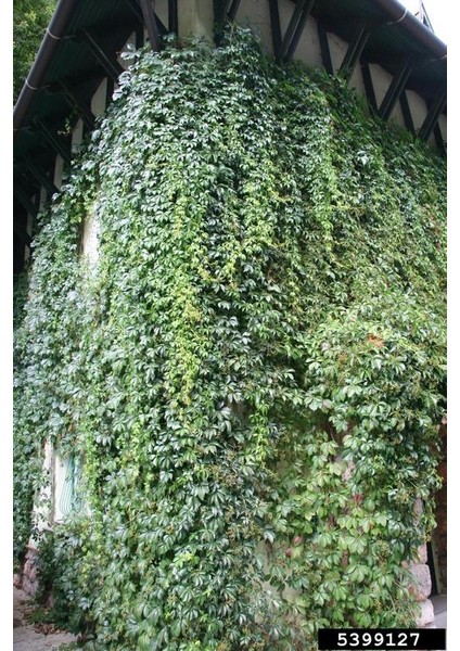 Hedera Helix Kaya Sarmaşığı – 40-60 cm – Tırmanıcı Bahçe Bitkisi fiyatları