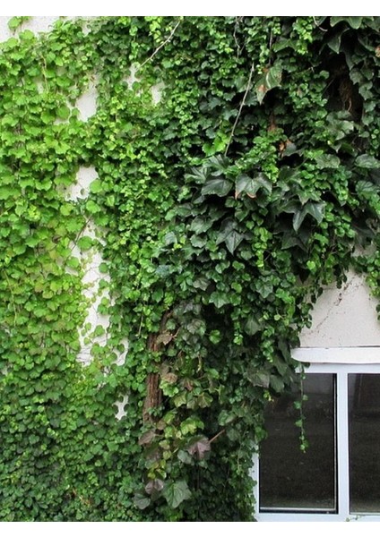Hedera Helix Kaya Sarmaşığı – 40-60 cm – Tırmanıcı Bahçe Bitkisi modelleri
