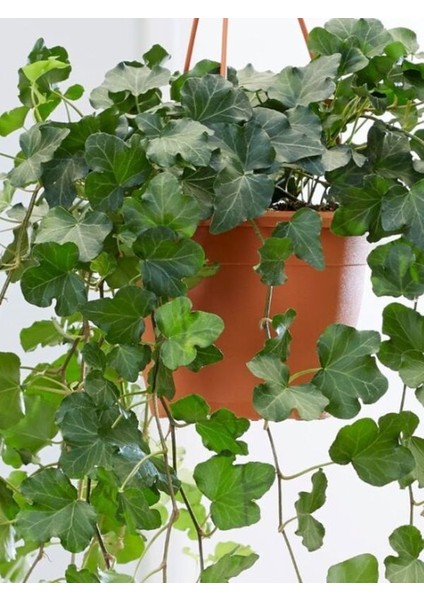 Hedera Helix Kaya Sarmaşığı – 40-60 cm – Tırmanıcı Bahçe Bitkisi fırsatları