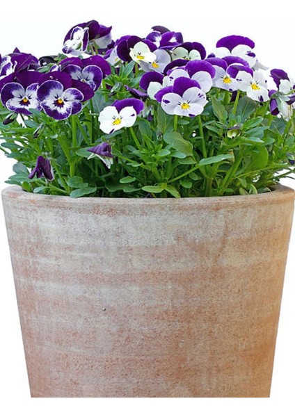Çok Satan Hercail Menekşe (5 15 Cm)10 Adet Saksılı/tüplü Çiçekli Iç Dış Mekan Bitkisi Viola Tricolor
