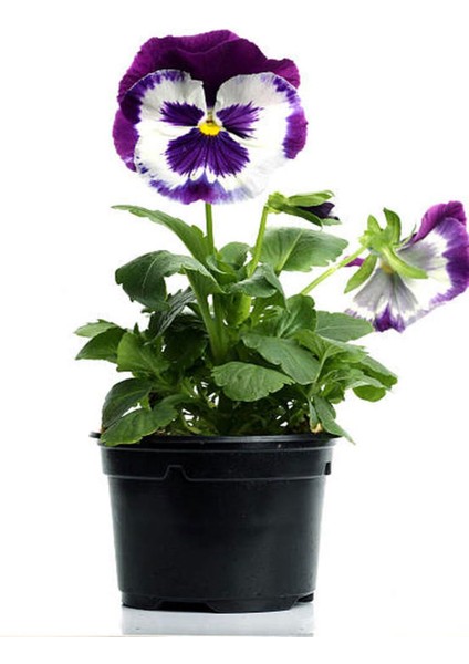 Çok Satan Hercail Menekşe (5 15 Cm)10 Adet Saksılı/tüplü Çiçekli Iç Dış Mekan Bitkisi Viola Tricolor fırsatları