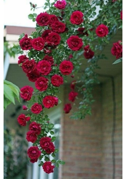 Sarmaşık Katmerli Reçellik Kokulu Gül 50-80CM Sakslı