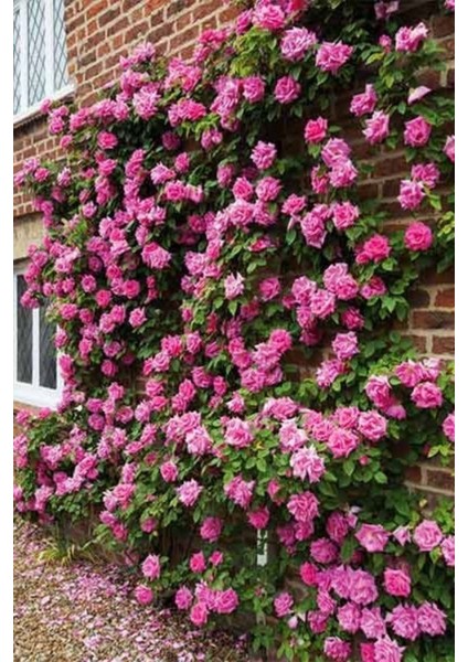 Duvar ve Balkon Saran Gül Fidesi Saksılı Tüplü 50-80CM 1 Adet