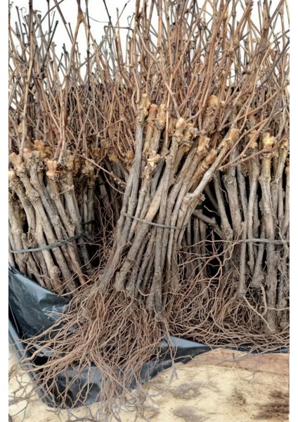 Sarmaşık Cins Red Globe Tatlı Üzüm Bitkisi Fidanı Tüplü Dikime Hazır 20-40CM fiyatları