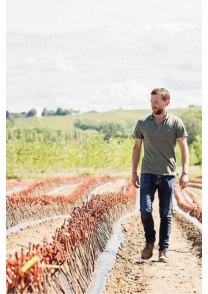 Sarmaşık Cins Red Globe Tatlı Üzüm Bitkisi Fidanı Tüplü Dikime Hazır 20-40CM modelleri