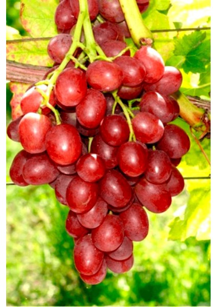 Sarmaşık Cins Red Globe Tatlı Üzüm Bitkisi Fidanı Tüplü Dikime Hazır 20-40CM fırsatları