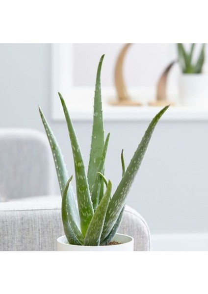 Çok Avantajlı Bol Yavrulu Aloe Vera Bitkisi 40-60 cm fiyatları