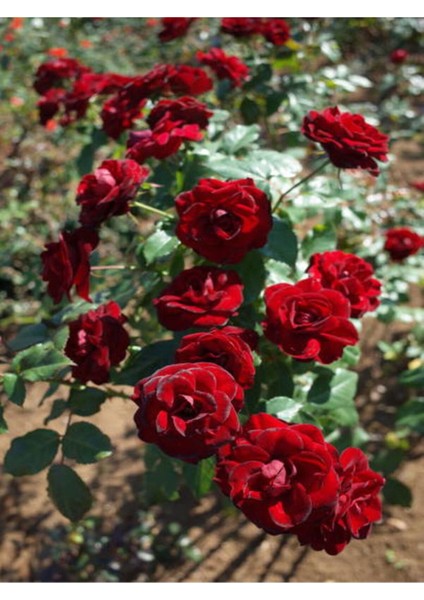 Avantajlı Yediveren Koyu Kırmızı Yoğun Kokulu (50 70 Cm)1 Adet Saksılı Aşılı Gül Red Rose