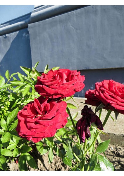 Avantajlı Yediveren Koyu Kırmızı Yoğun Kokulu (50 70 Cm)1 Adet Saksılı Aşılı Gül Red Rose modelleri