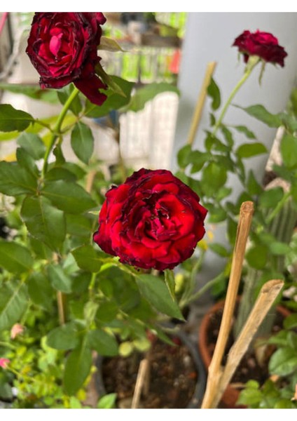 Avantajlı Yediveren Koyu Kırmızı Yoğun Kokulu (50 70 Cm)1 Adet Saksılı Aşılı Gül Red Rose fırsatları
