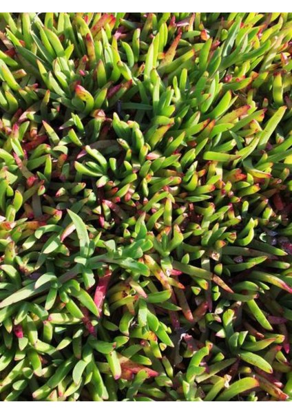 Favori Ürün Buz Çiçeği Mezarlık Kabir Çiçeği (10 15 Cm)45 Adet Dış Mekan Süs Bitkisi Yer Örtücü