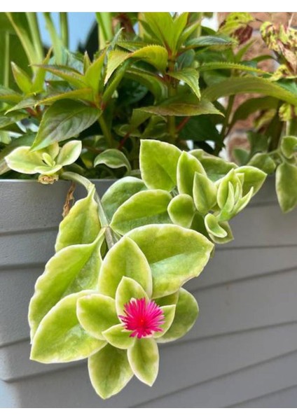 Favori Ürün Buz Çiçeği Mezarlık Kabir Çiçeği (10 15 Cm)45 Adet Dış Mekan Süs Bitkisi Yer Örtücü fiyatları