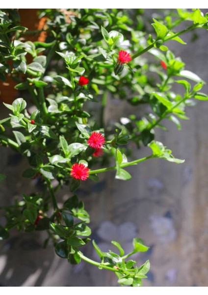 Favori Ürün Buz Çiçeği Mezarlık Kabir Çiçeği (10 15 Cm)45 Adet Dış Mekan Süs Bitkisi Yer Örtücü modelleri